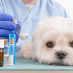 Thuốc kháng sinh dùng để chống nhiễm trùng ở chó | Phòng khám thú y Procare