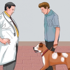 Chẩn đoán Bệnh Parvo ở chó