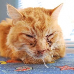 Nhiễm trùng đường hô hấp trên ở mèo | Phòng khám thú y Procare