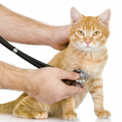 Khám sức khỏe tổng quát cho mèo | Phòng khám thú y Procare