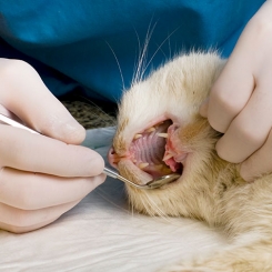 Lời khuyên và công cụ chăm sóc nha khoa cho chó và mèo | Phòng khám thú y Procare