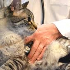 Mổ đẻ cho mèo tại nhà | Thú y Procare