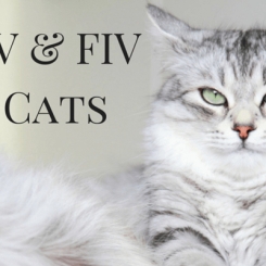 Virus gây suy giảm miễn dịch ở mèo (FIV) | Phòng khám thú y Procare