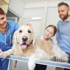 Các vấn đề được kiểm tra khi khám sức khỏe định kì cho thú cưng