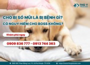Chó bị sổ mũi là bị bệnh gì? Có nguy hiểm cho Boss không?