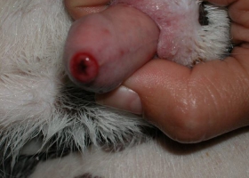 Bệnh Herpesvirus trên chó sơ sinh - Canine herpesvirus