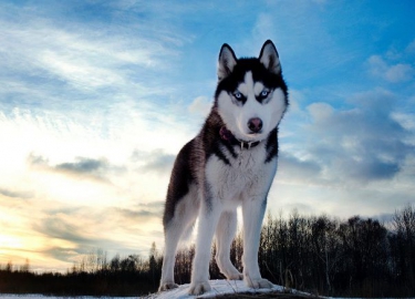 Siberian Husky (Husky) – Giống chó cảnh đẹp nhất trên thế giới