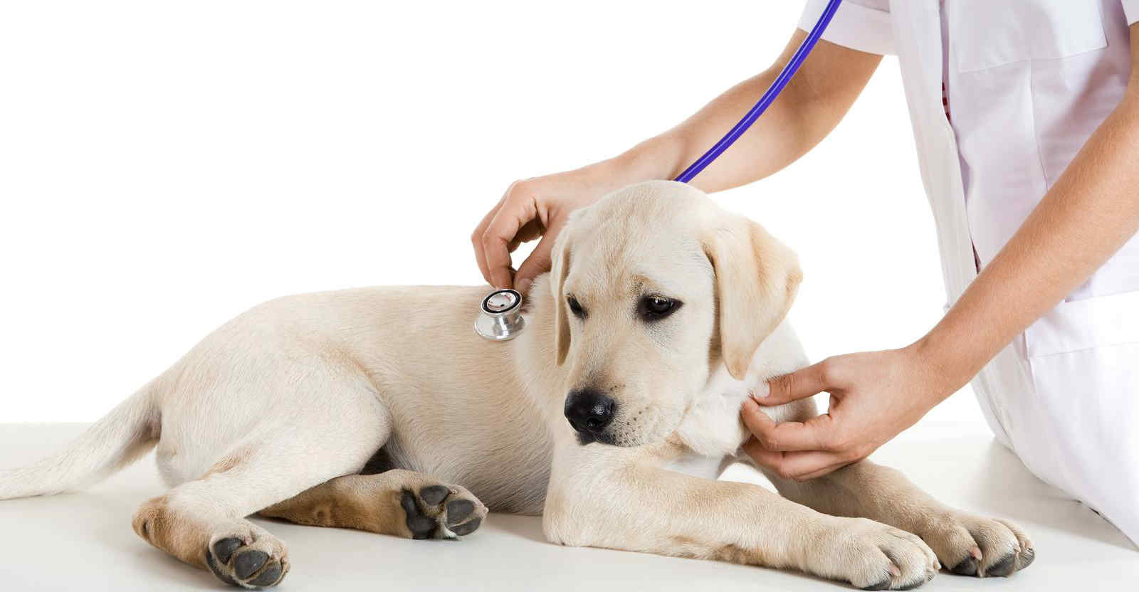 Chuẩn đoán điều trị thú cưng 