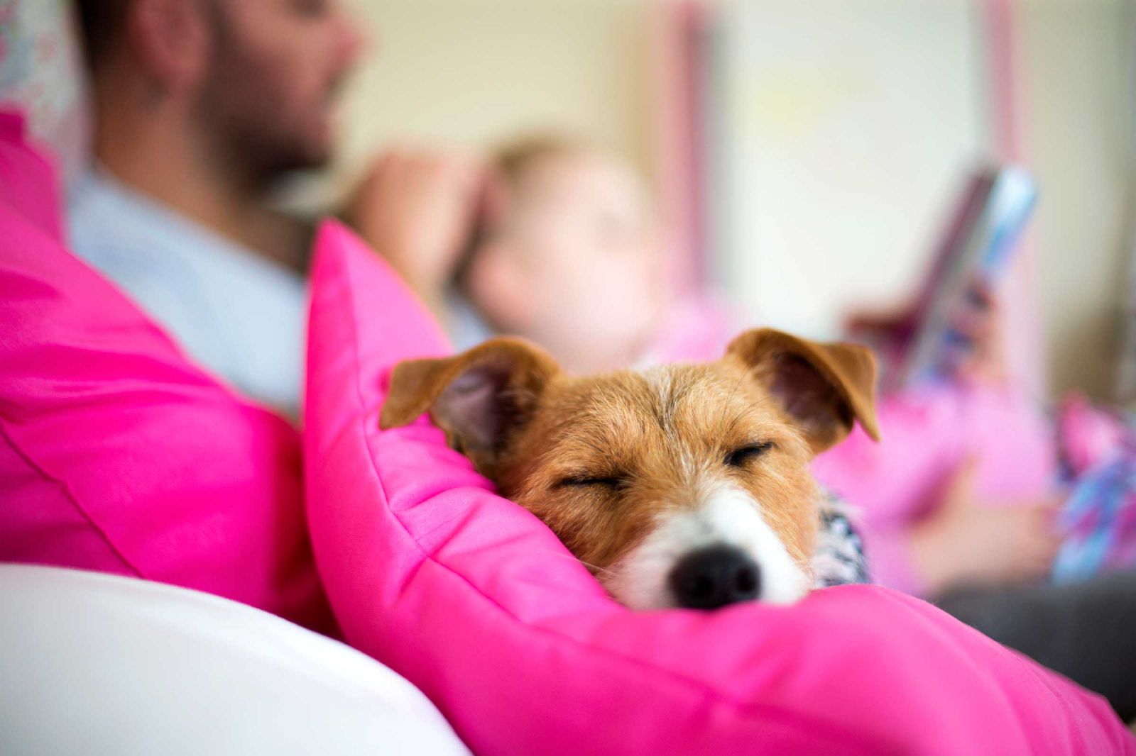 7 Điều cần biết để hăm sóc thú cưng của bạn sau khi khỏi bệnh.