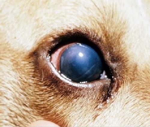 Bệnh về mắt ở chó