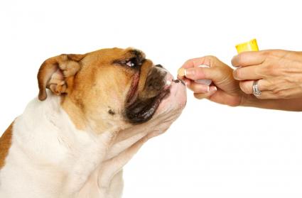Thuốc kháng sinh dùng để chống nhiễm trùng ở chó