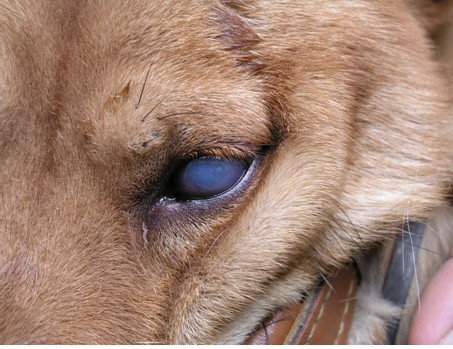 Bệnh về mắt ở chó