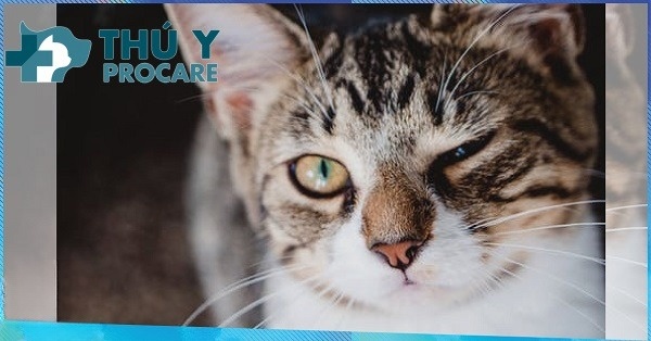 Phòng ngừa và điều trị bệnh herpes ở mèo 
