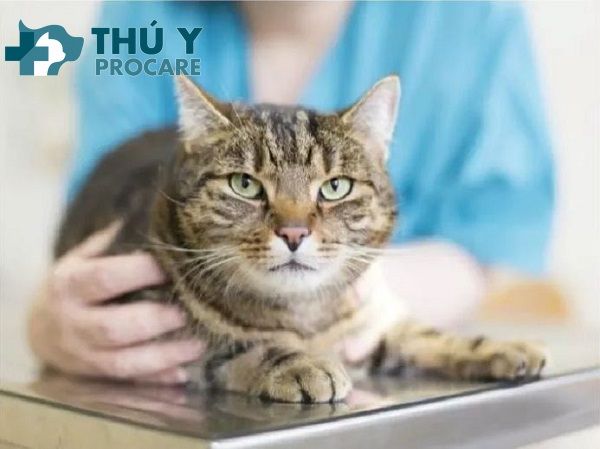 Hãy điều trị bệnh Mycoplasma ở mèo tại Thú Y Procare