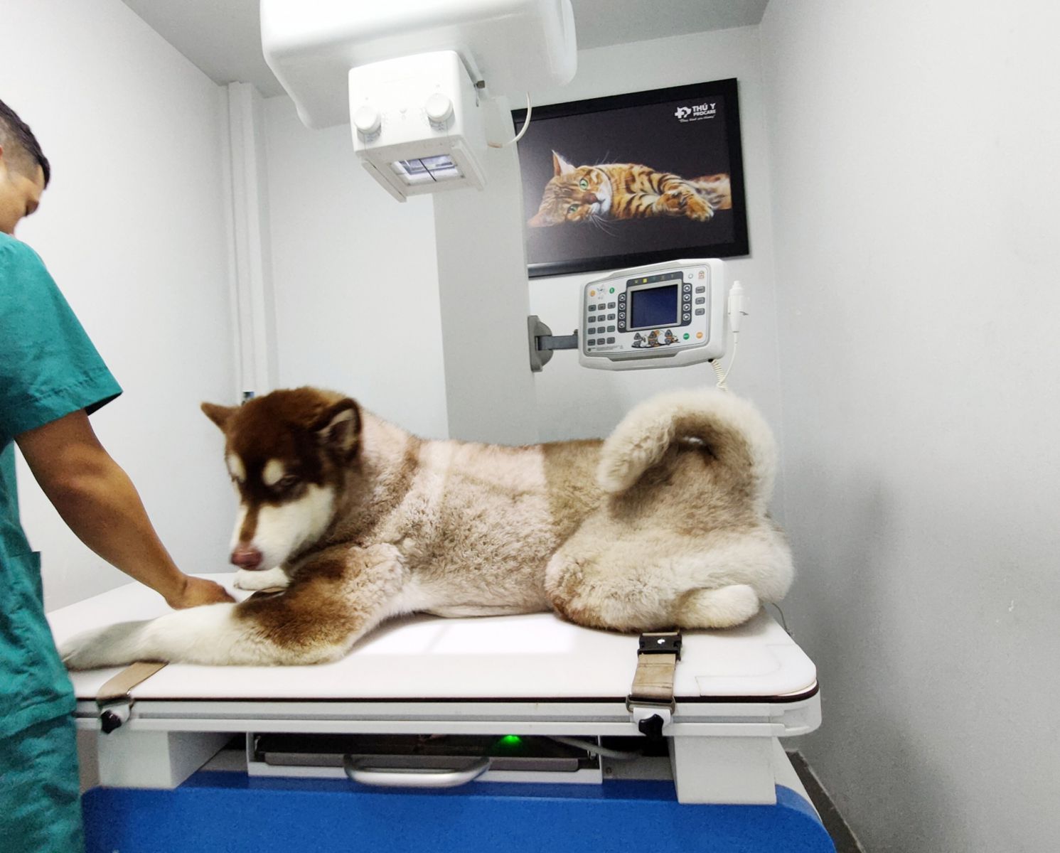 chụp x - quang cho chó