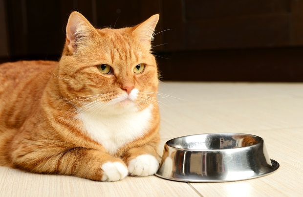 Mèo chán ăn và ủ rủ