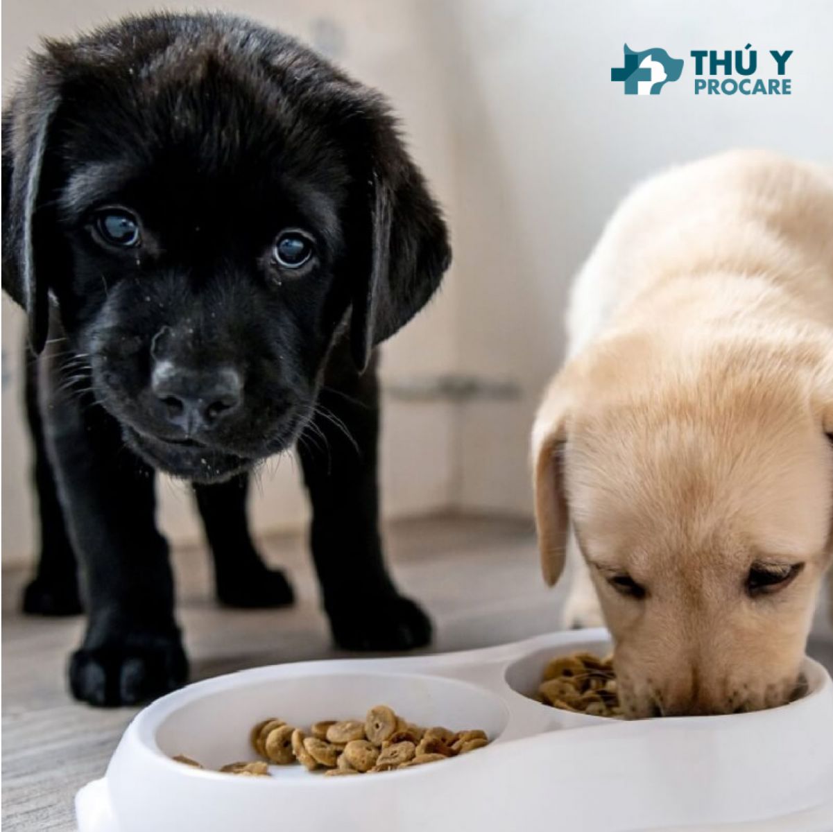 Thức ăn cho chó con cung cấp dưỡng chất cho bé lớn khỏe