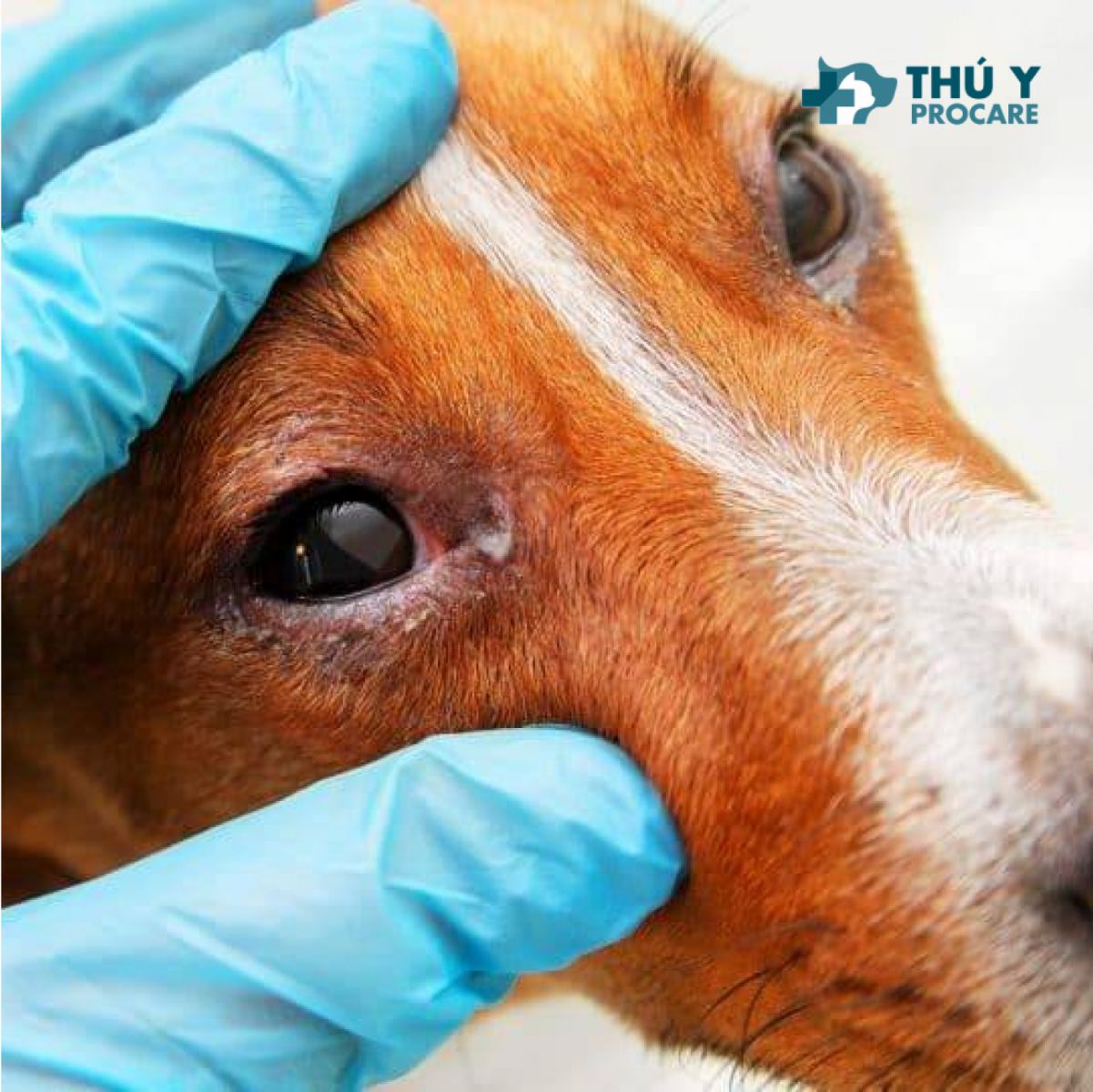 Mắt chó bị đổ ghèn, chảy nước mắt, sưng đỏ, đau mắt? Nguyên nhân và cách khắc phục