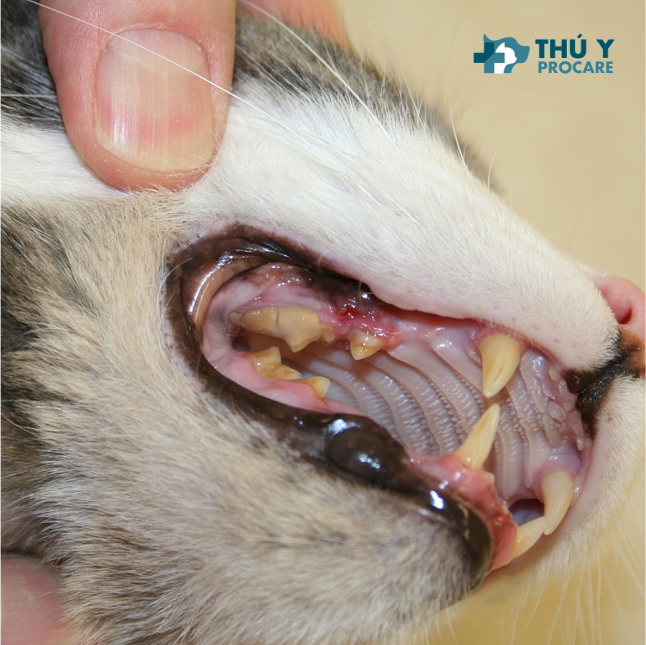 Mèo bị lở miệng nguyên nhân do đâu, cách điều trị như thế nào cho hiệu quả