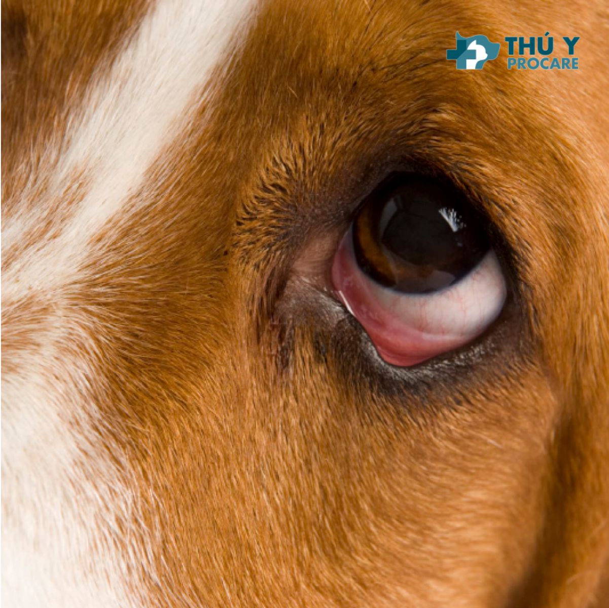 Mắt chó bị đổ ghèn, chảy nước mắt, sưng đỏ, đau mắt? Nguyên nhân và cách khắc phục