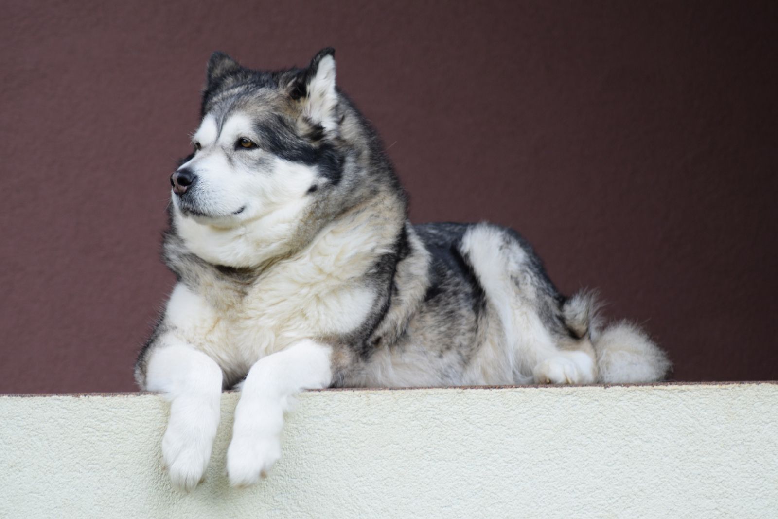 9458 hình ảnh về Chó Alaska rõ nét kích thước chất lượng cao nhất  Mua  bán hình ảnh shutterstock giá rẻ chỉ từ 3000 đ trong 2 phút