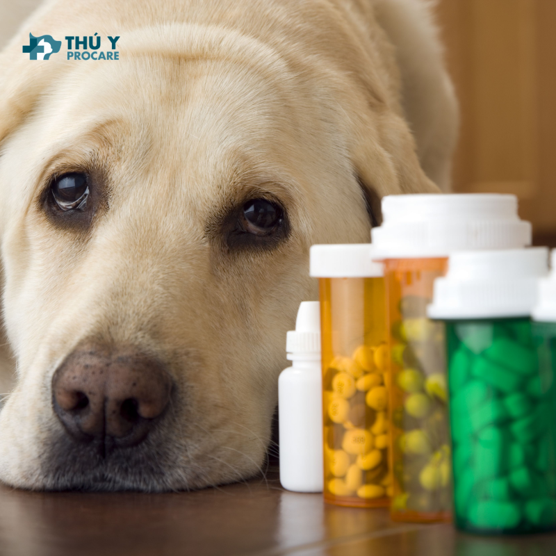 Bệnh viêm phổi ở chó: Dấu hiệu, chữa trị và thuốc điều trị 3