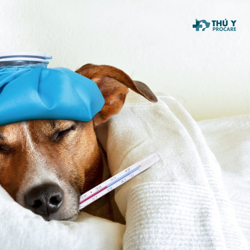 Bệnh viêm phổi ở chó: Dấu hiệu, chữa trị và thuốc điều trị 123