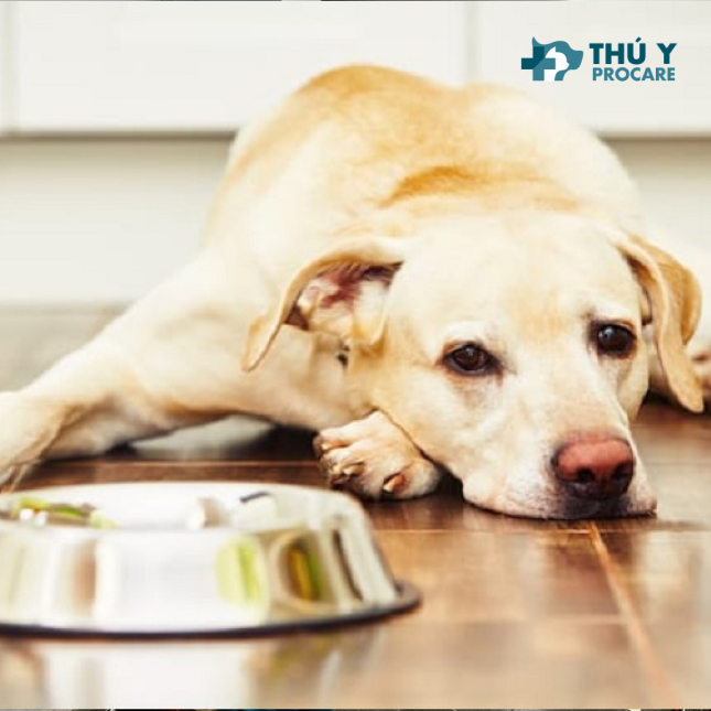Chó bỏ ăn là bệnh gì?
