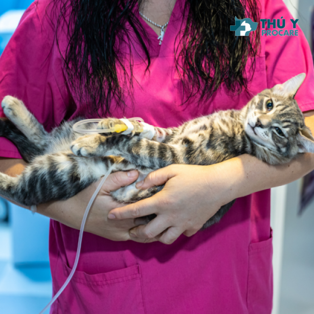 Phòng bệnh giảm bạch cầu ở mèo