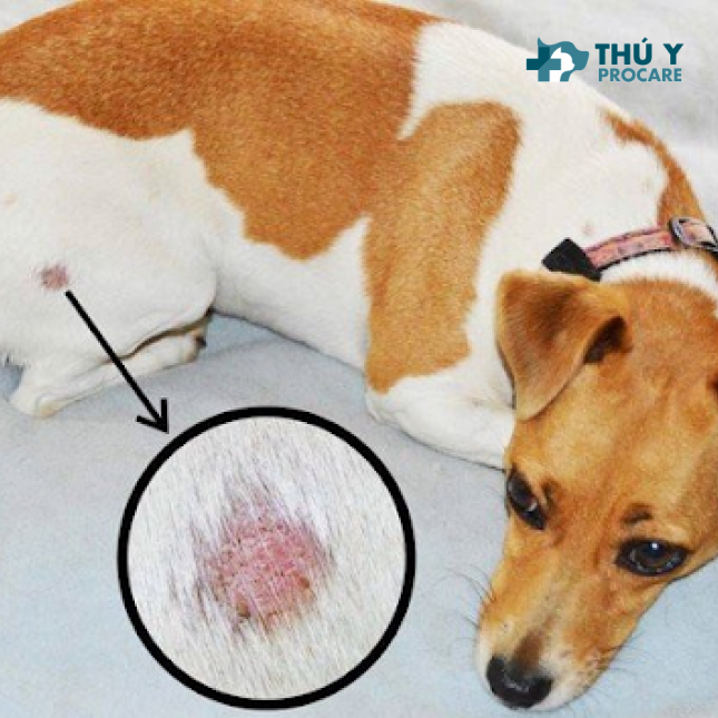 Điều trị chó bị ghẻ tại bệnh viện thú y Procare