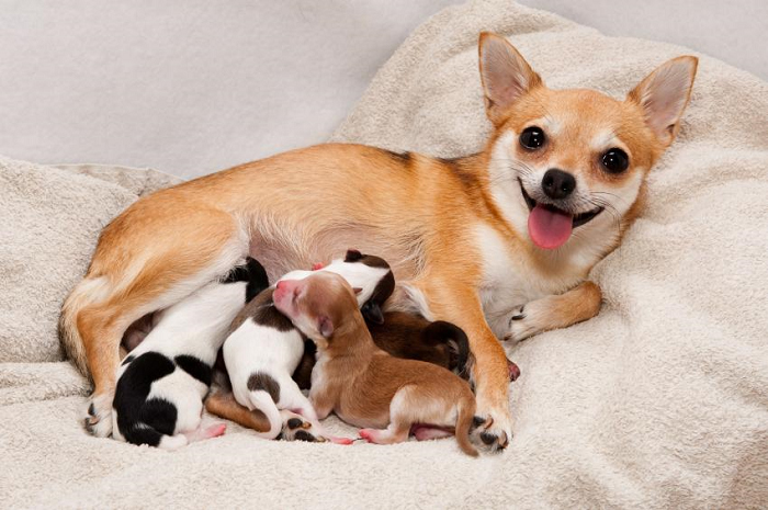 hướng dẫn chăm sóc chó đang mang thai