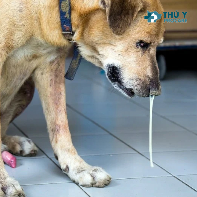 Bệnh viện thú y Procare chuyên điều trị chó bị sổ mũi