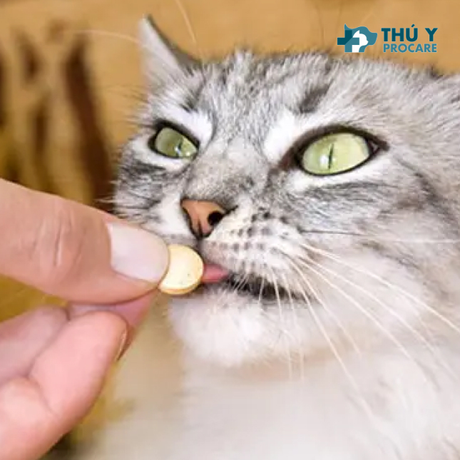 Hướng dẫn cách cho mèo uống thuốc sổ giun