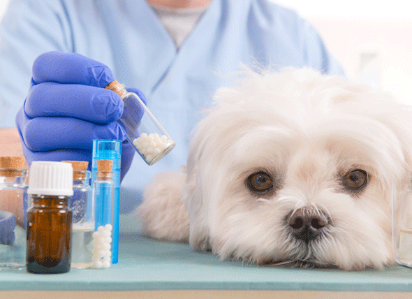 Tại sao khám sức khỏe định kì cho thú cưng là vô cùng quan trọng
