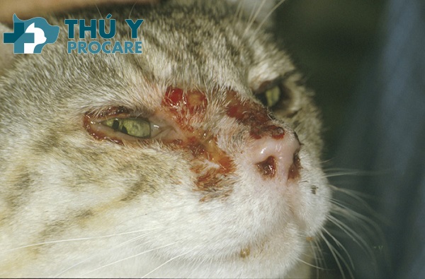 Triệu chứng của bệnh Calicivirus ở mèo có thể biến đổi đáng kể