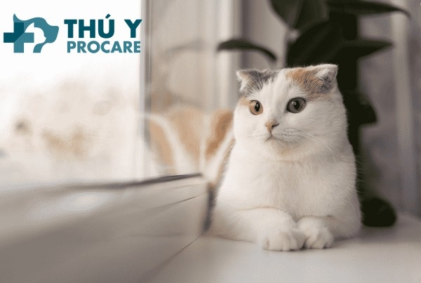 Điều trị và chăm sóc mèo khi mắc phải FCV