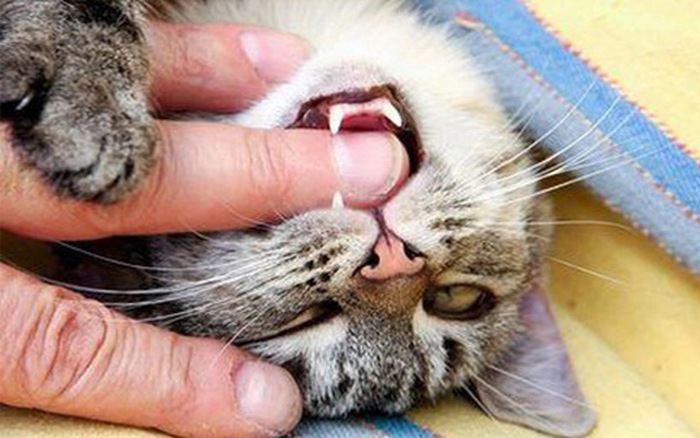 Hội chứng Pica ở mèo