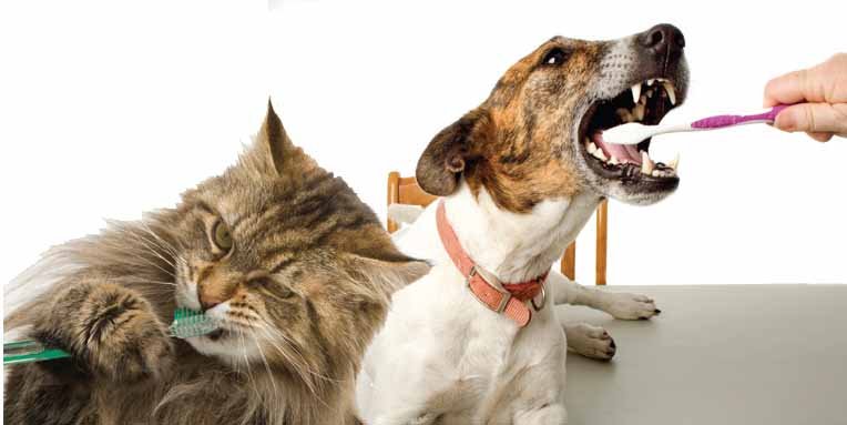 Hướng dẫn chăm sóc nha khoa cho chó và mèo