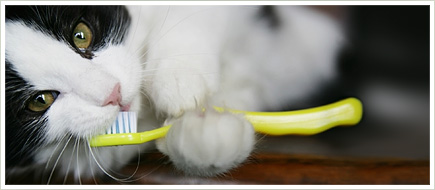 Lời khuyên và công cụ chăm sóc nha khoa cho chó và mèo | Phòng khám thú y Procare  Bây giờ thú cưng của bạn đã được bác sĩ thú y kiểm tra và răng đã được làm sạch chuyên nghiệp (nếu cần thiết), vậy tiếp theo bạn cần làm để chăm sóc nha khoa cho chó và mèo là gì? Những lời khuyên này sẽ giúp bạn tìm ra 