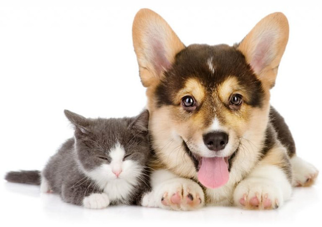 Các loại bệnh tim khác nhau ở chó và mèo