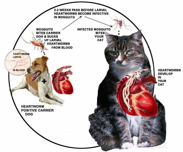 Bệnh giun tim ở mèo, bệnh nguy cơ tử vong cao