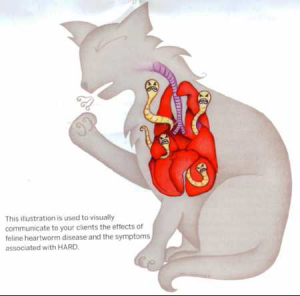 Bệnh giun tim ở mèo, bệnh nguy cơ tử vong cao