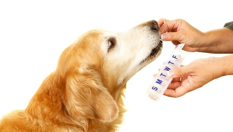 Thuốc kháng sinh dùng để chống nhiễm trùng ở chó