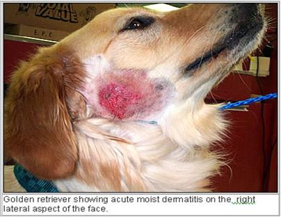 Điều trị viêm da demodex ở chó