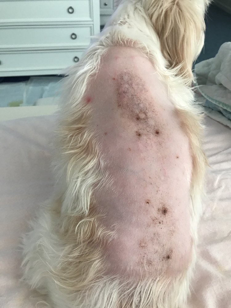 Bệnh nấm da ở chó