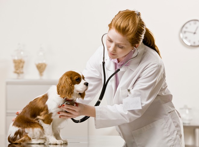 Tại sao khám sức khỏe định kì cho thú cưng là vô cùng quan trọng
