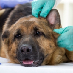 Bệnh Lepto trên chó | Phòng khám thú y Procare