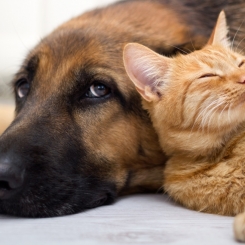 Các loại bệnh tim khác nhau ở chó và mèo | Phòng khám thú y Procare