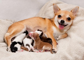 Hướng dẫn chăm sóc chó đang mang thai