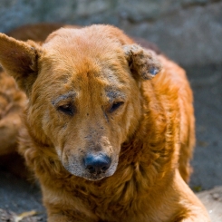 Điều trị viêm da Demodex ở chó | Phòng khám thú y Procare